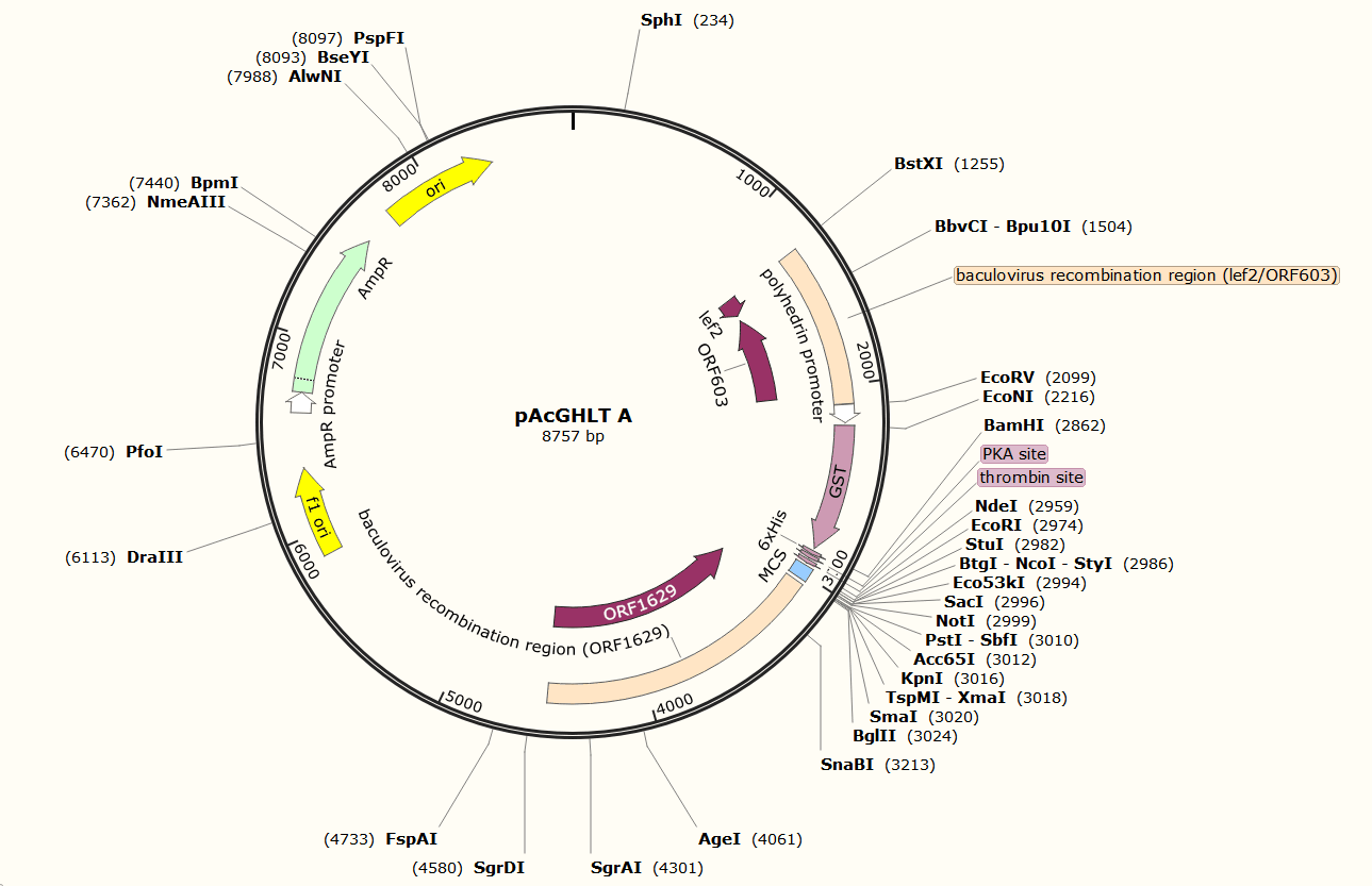pAcGHLT A载体图谱
